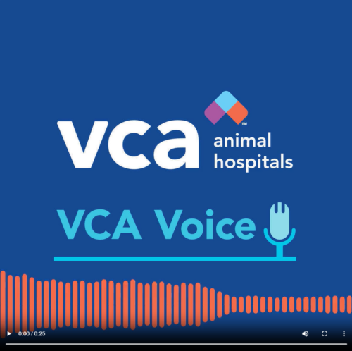 VCA Voice Podcast