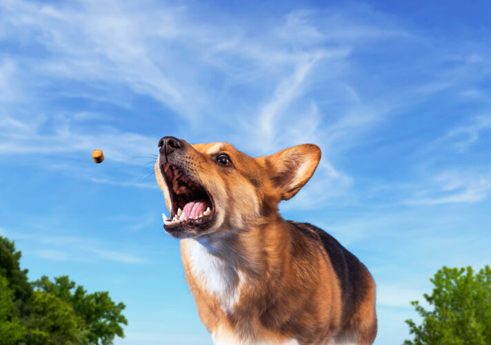 Pet Innovation Concept Kit