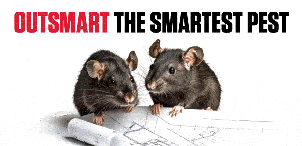 Orkin Commercial Rattiest Cities Email Campaign