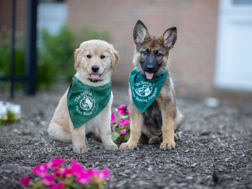 Mission Critical: Recruiting Volunteer Puppy Raisers